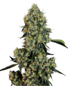 White Label - OG Kush - 1