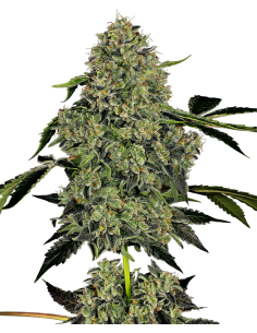 White Label - OG Kush Auto - 1