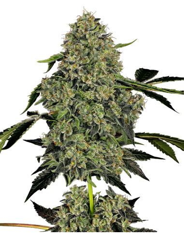 White Label - OG Kush Auto - 1