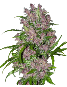 White Label - Purple Bud Automatic - 1