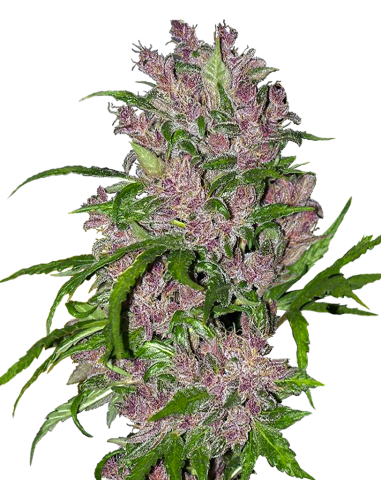 White Label - Purple Bud Automatic - 1