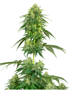 White Label - Strawberry Kush - 1