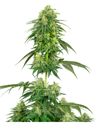 White Label - Strawberry Kush - 1