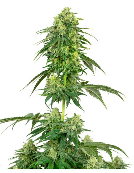 White Label - Strawberry Kush - 1