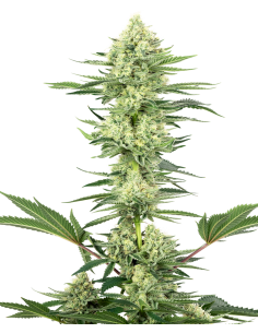 White Label - White Gorilla Haze - 1