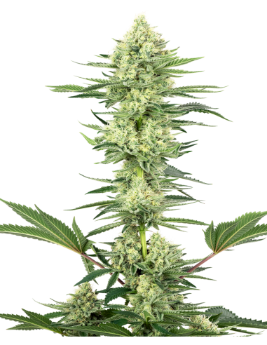 White Label - White Gorilla Haze - 1