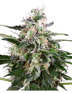 White Label - White Skunk Automatic - 1