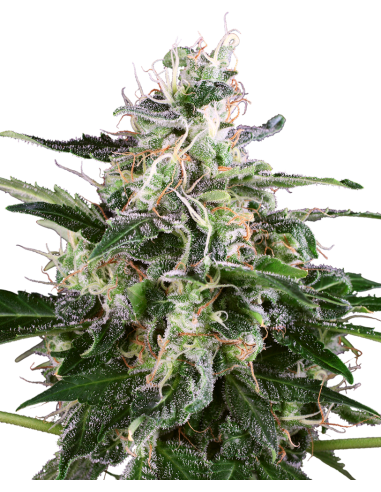 White Label - White Skunk Automatic - 1
