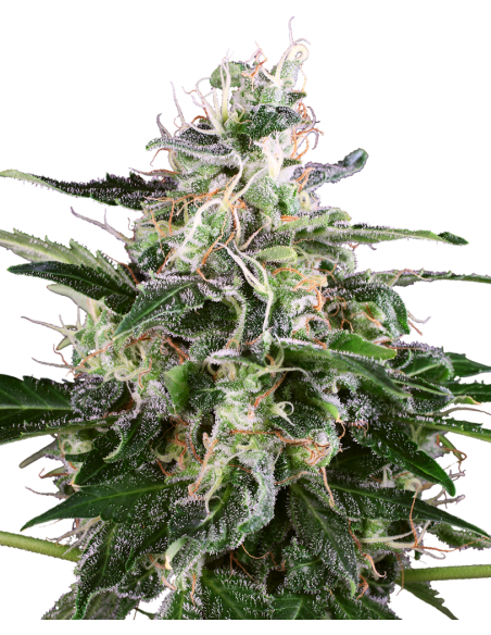 White Label - White Skunk Automatic - 1