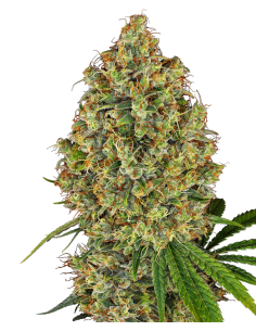 White Label - AK-420 - 1
