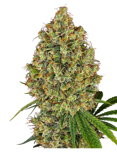 White Label - AK-420 - 1