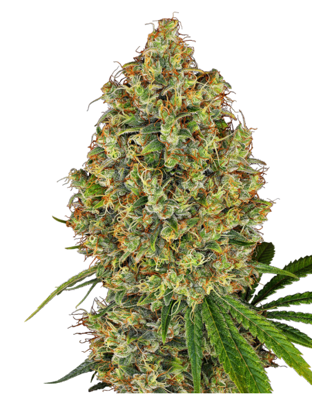 White Label - AK-420 - 1
