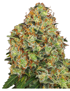 White Label - Sweet Tangerine Tango Auto - 1
