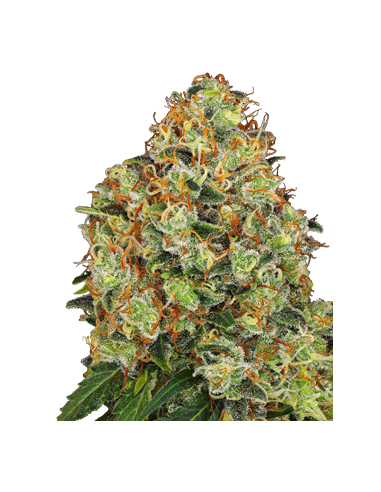 White Label - Sweet Tangerine Tango Auto - 1