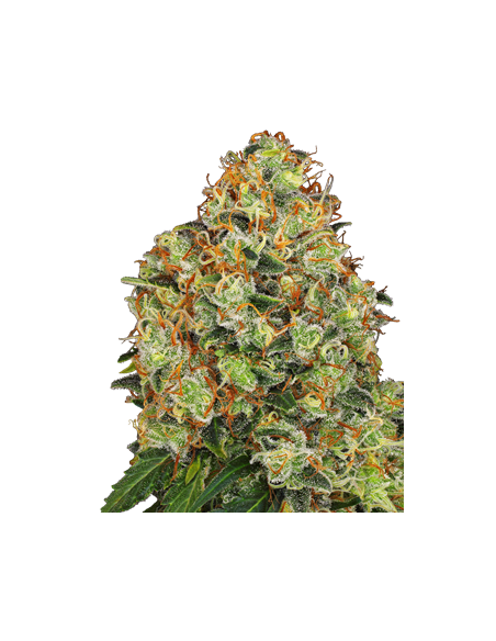 White Label - Sweet Tangerine Tango Auto - 1