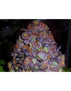 Purple Haze Auto - 1