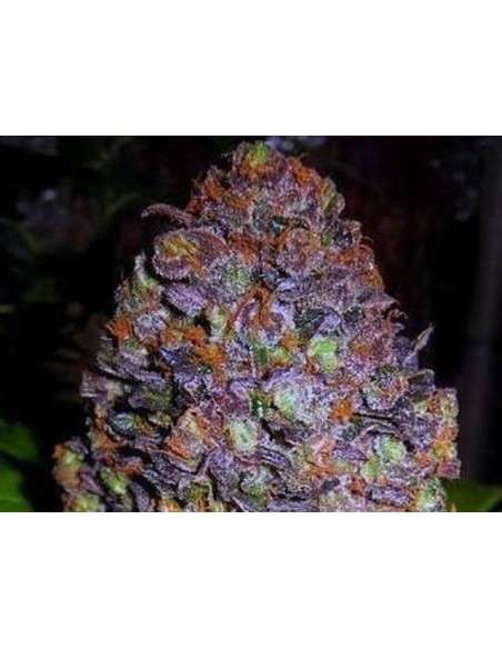 Purple Haze Auto - 1
