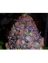 Purple Haze Auto - 1