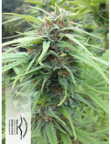 DUTCH PASSION - Durban Poison - 14