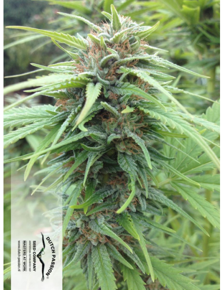 DUTCH PASSION - Durban Poison - 14