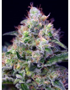 SWEET SEEDS - Cream Caramel - 1