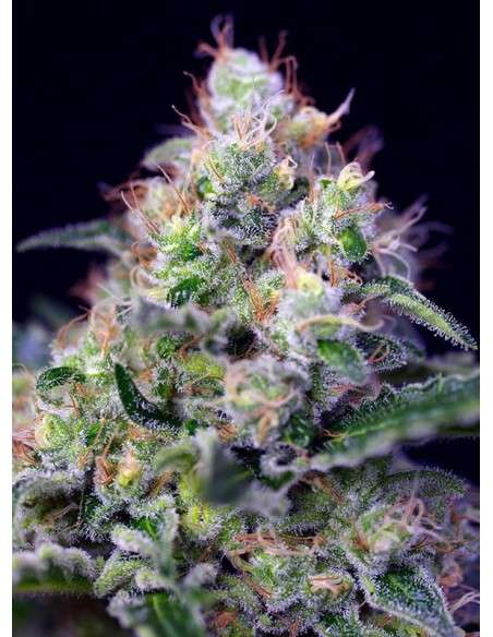 SWEET SEEDS - Cream Caramel - 1