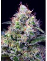 SWEET SEEDS - Cream Caramel - 1
