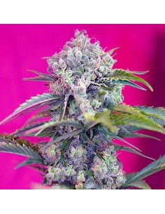 Cream Mandarine Auto - 1