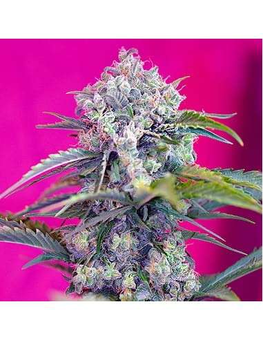 Cream Mandarine Auto - 1