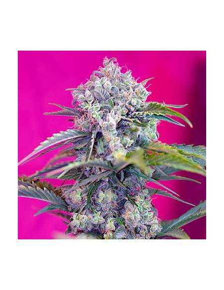 Cream Mandarine Auto - 1