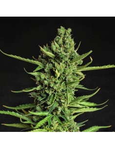 Doctor's Choice - Devotchka Auto - 1
