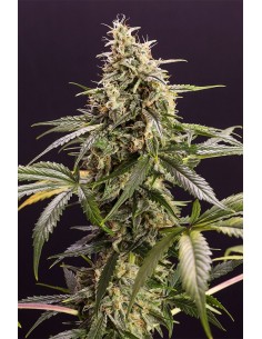 Humboldt - Chem Bomb Auto - 1