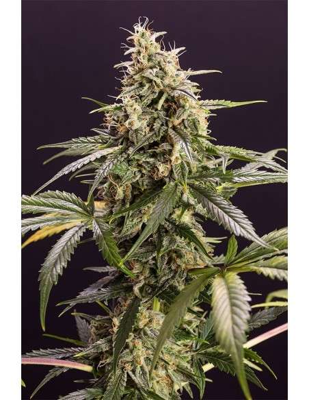 Humboldt - Chem Bomb Auto - 1