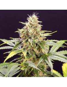 Humboldt - Chocolate Mint OG Auto - 1