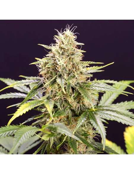 Humboldt - Chocolate Mint OG Auto - 1