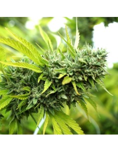 Humboldt - Mango OG Auto - 1