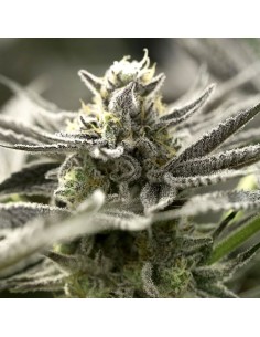 Humboldt - OGKZ Auto - 1