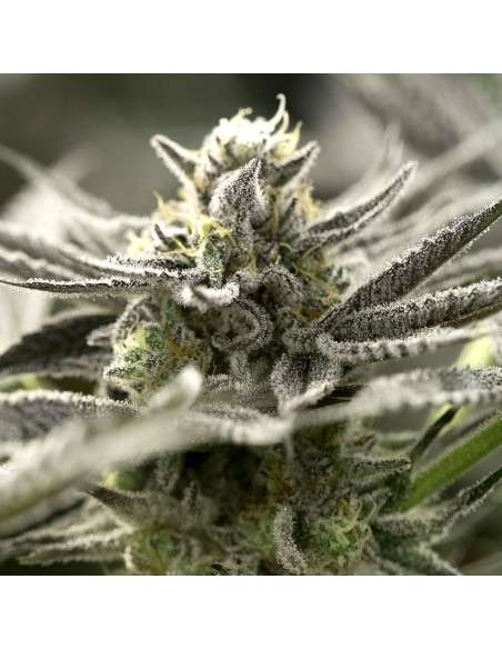 Humboldt - OGKZ Auto - 1