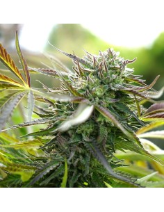 Humboldt - Pineapple Chem Auto - 1