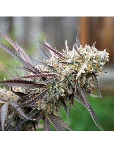Humboldt - Ice Cream Cake Fast - 1