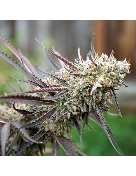 Humboldt - Ice Cream Cake Fast - 1