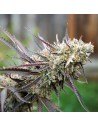 Humboldt - Ice Cream Cake Fast - 1