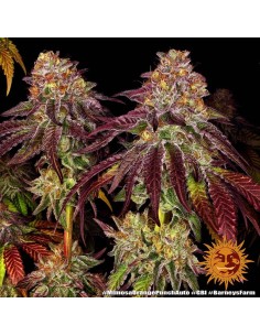 BARNEY'S FARM - Mimosa x Orange Punch Auto - 1