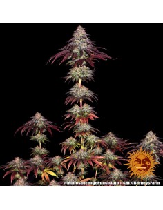 BARNEY'S FARM - Mimosa x Orange Punch Auto - 1 2