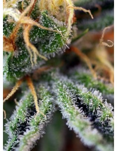 SWEET SEEDS - Cream Caramel - 1 2