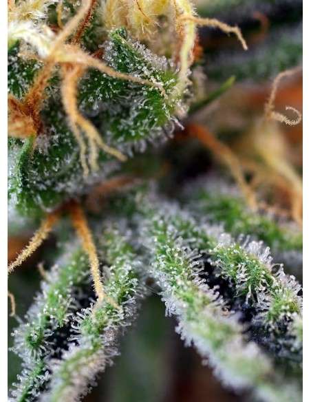 SWEET SEEDS - Cream Caramel - 2