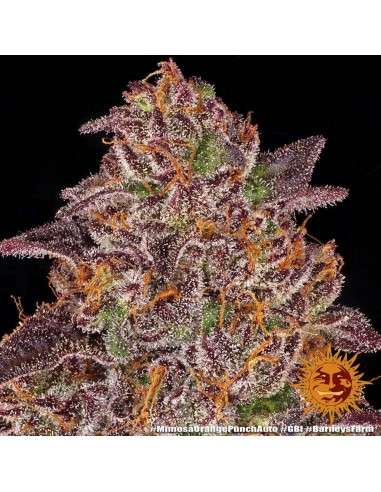 BARNEY'S FARM - Mimosa x Orange Punch Auto - 3