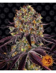 Barney's Farm - Runtz x Layer Cake - 1