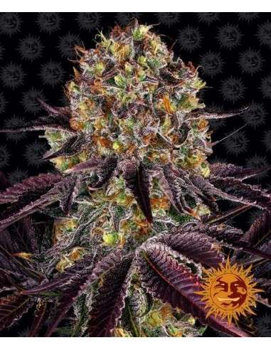 Barney's Farm - Runtz x Layer Cake - 1
