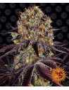 Barney's Farm - Runtz x Layer Cake - 1